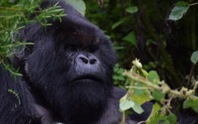 Unveiling Rwanda’s Beauty: Top Destinations, Unique Experiences, and Travel Must-Knows