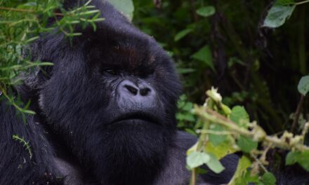 Unveiling Rwanda’s Beauty: Top Destinations, Unique Experiences, and Travel Must-Knows