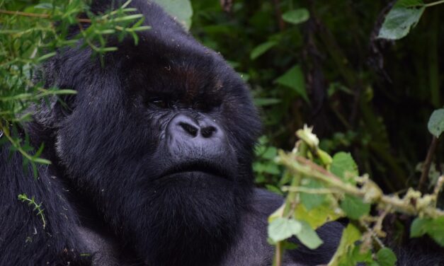 Unveiling Rwanda’s Beauty: Top Destinations, Unique Experiences, and Travel Must-Knows