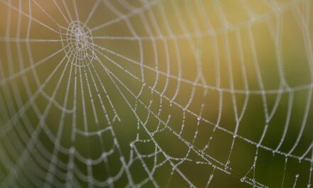 Choosing the Best Web Hosting for Travel Blogs: A Comprehensive Guide for 2025