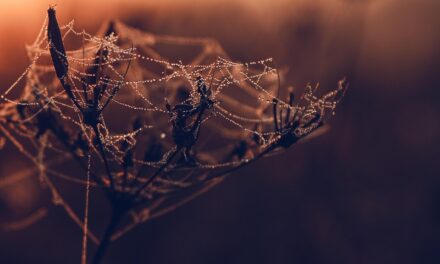 5 Hosting Solutions Perfect for Adventure Booking Platforms and Tourism Startups