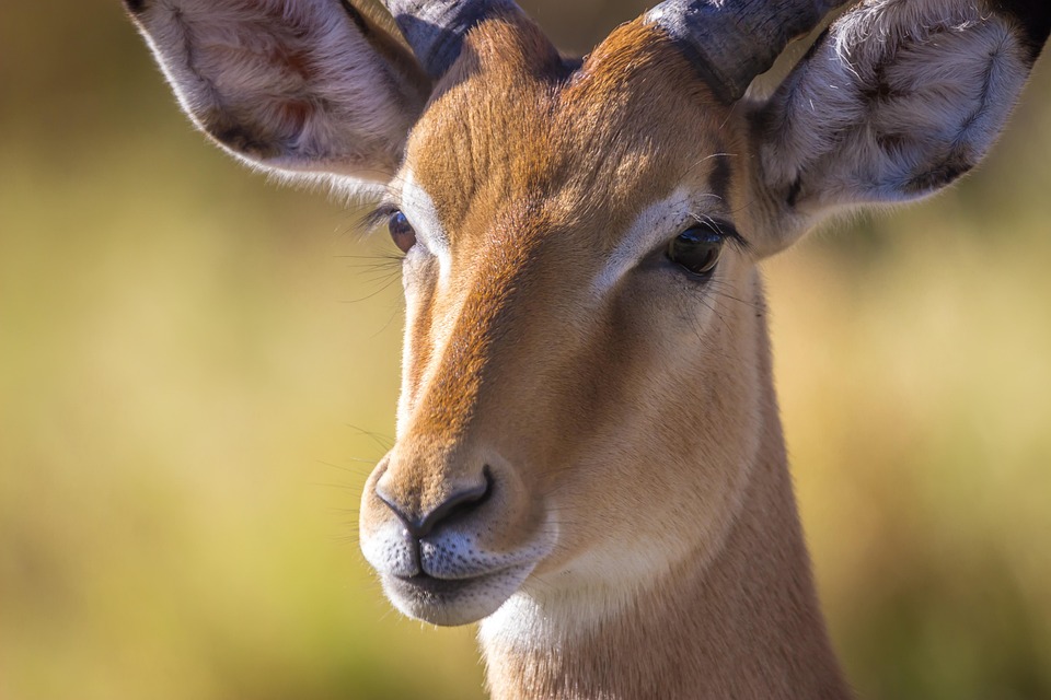 Botswana’s Best-Kept Secrets: A Guide to Unique Destinations Off the Beaten Path