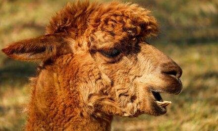 Discover the Soul of Peru: Authentic Experiences for Every Traveler