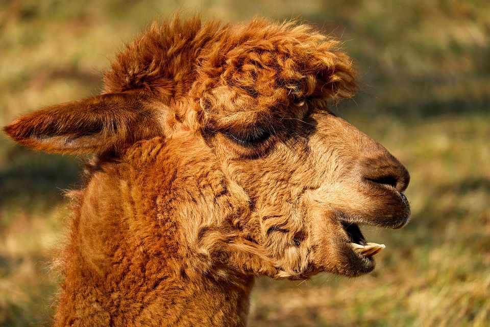 Discover the Soul of Peru: Authentic Experiences for Every Traveler