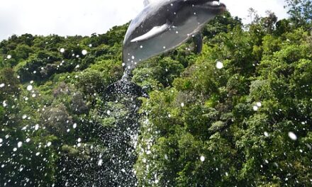 Exploring Palau: Expert Travel Tips for an Unforgettable Journey