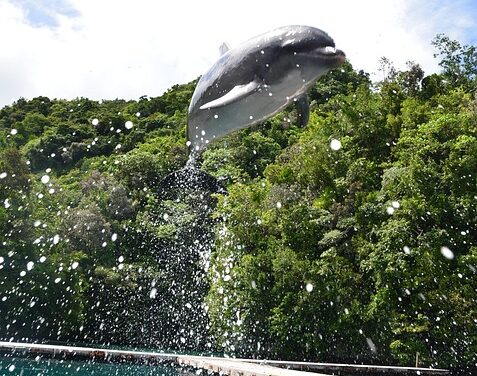 Exploring Palau: Expert Travel Tips for an Unforgettable Journey