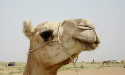 Journey Through Niger: Captivating Landscapes, Culture, and Travel Tips