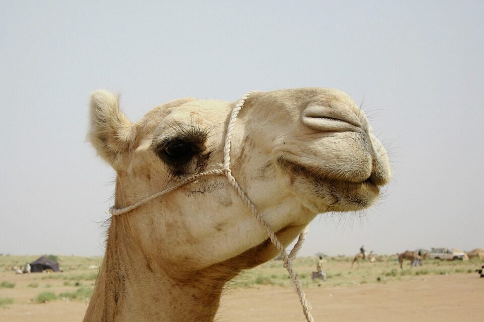 Journey Through Niger: Captivating Landscapes, Culture, and Travel Tips