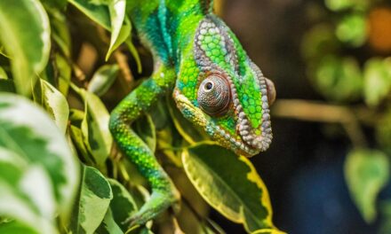 Why Madagascar Should Be at the Top of Your Travel Bucket List