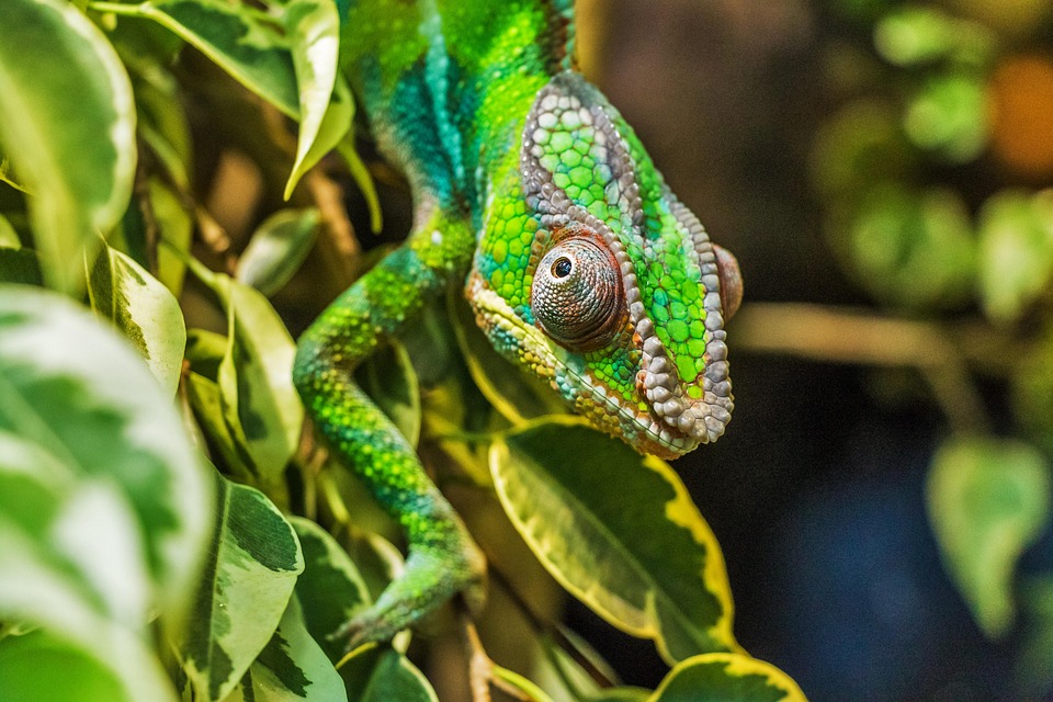 Why Madagascar Should Be at the Top of Your Travel Bucket List