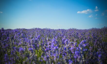 Why Moldova Should Be Your Next Adventure: Underrated Beauty and Expert Travel Tips
