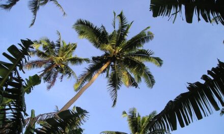Beyond the Beaches: Discover Samoa’s Best-Kept Travel Secrets