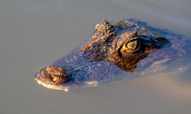Costa Rica Travel Tips: What Every Nature Lover Needs to Know