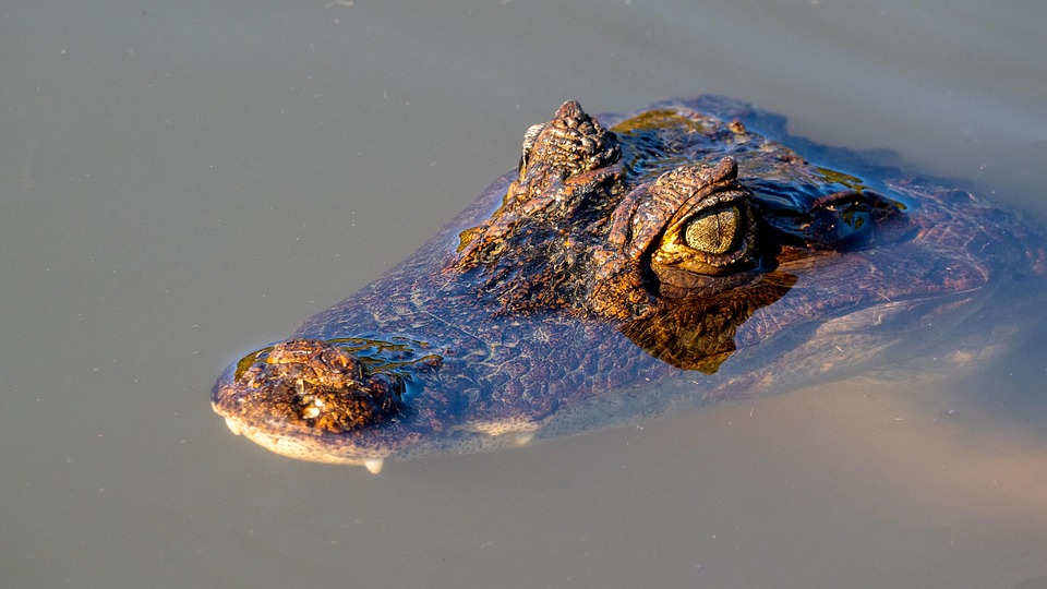 Costa Rica Travel Tips: What Every Nature Lover Needs to Know