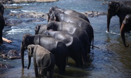 Enchanting Sri Lanka: Discover the Best Beaches, Temples, and Cultural Hotspots