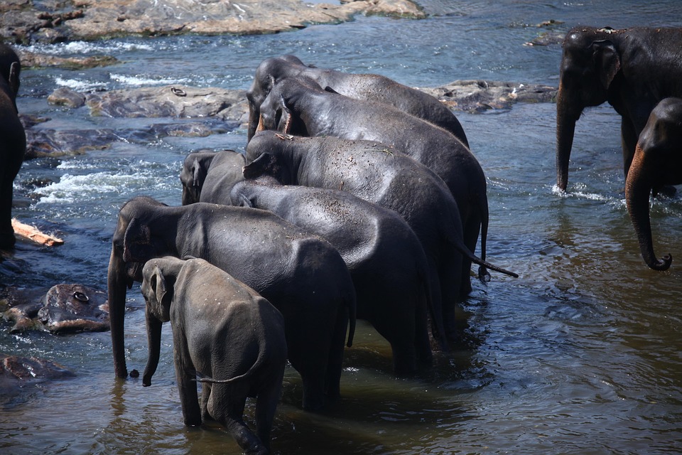 Enchanting Sri Lanka: Discover the Best Beaches, Temples, and Cultural Hotspots
