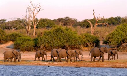 From Safari to Starlit Skies: How to Plan the Ultimate Botswana Adventure