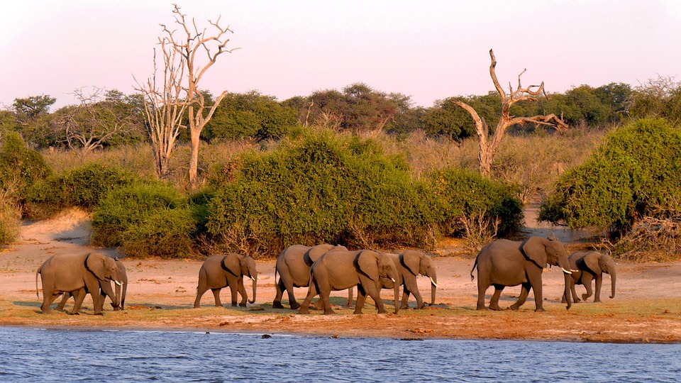 From Safari to Starlit Skies: How to Plan the Ultimate Botswana Adventure