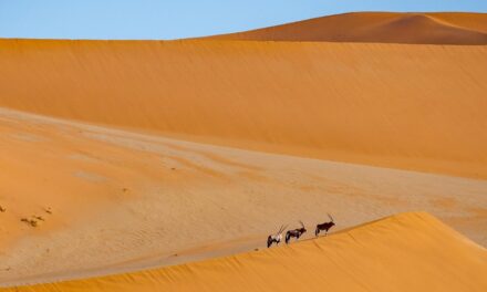 Namibia Travel Guide: Hidden Gems, Desert Adventures, and Expert Advice