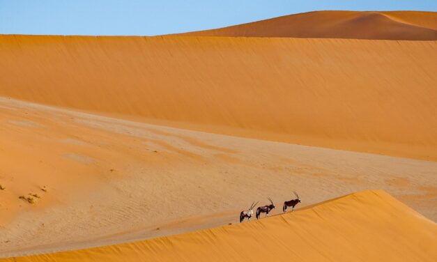 Namibia Travel Guide: Hidden Gems, Desert Adventures, and Expert Advice