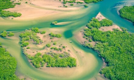 The Best Things to Do in Senegal: From Vibrant Cultures to Pristine Beaches