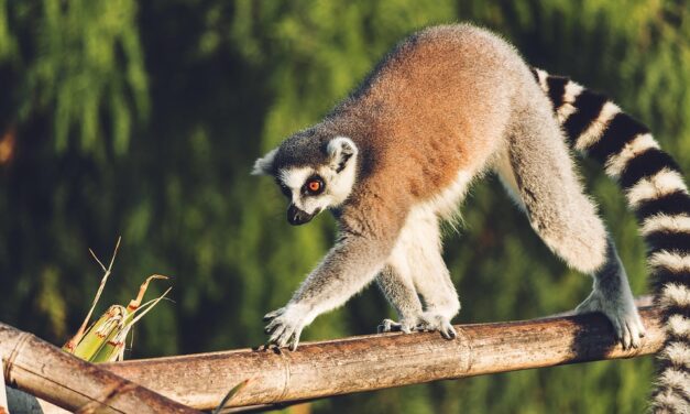 Unveiling the Mysteries of Madagascar: Unique Destinations You Won’t Believe Exist