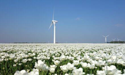 Exploring the Netherlands: Charming Villages, Scenic Canals, and Unexpected Adventures