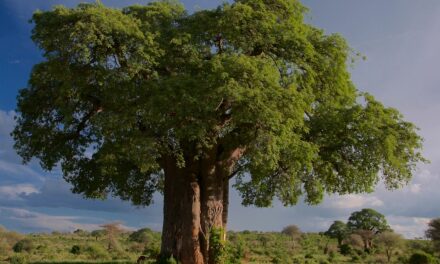 Off the Beaten Path in Tanzania: Secret Spots and Unique Travel Experiences