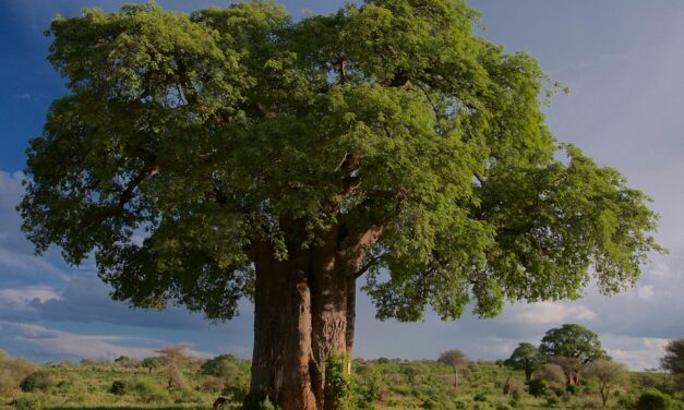Off the Beaten Path in Tanzania: Secret Spots and Unique Travel Experiences
