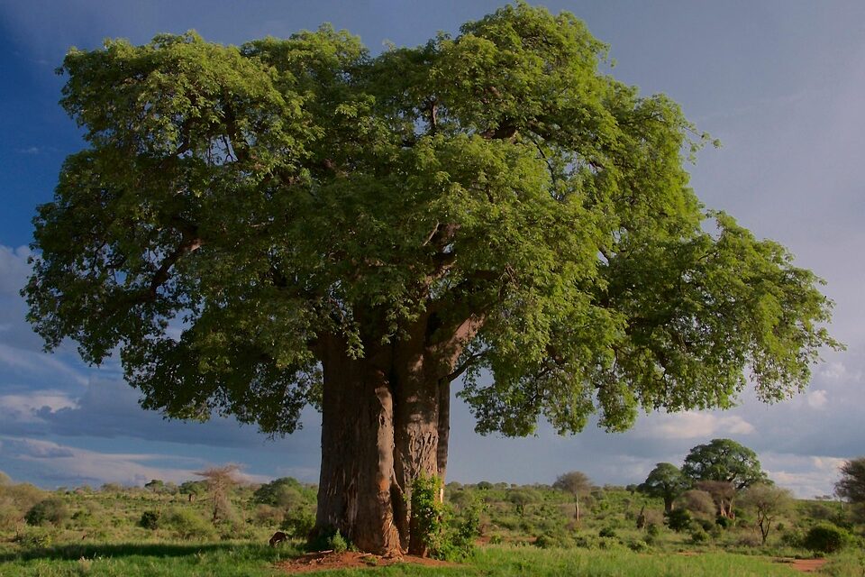 Off the Beaten Path in Tanzania: Secret Spots and Unique Travel Experiences