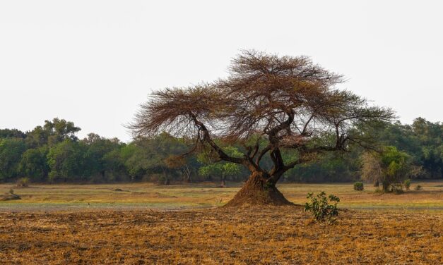 The Best Off-the-Beaten-Path Attractions in Zambia for Curious Travelers
