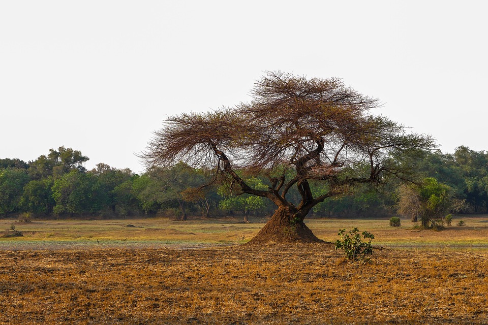 The Best Off-the-Beaten-Path Attractions in Zambia for Curious Travelers
