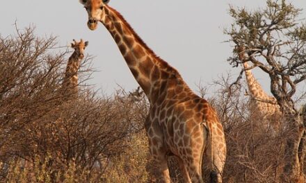 The Ultimate South Africa Travel Guide: Expert Tips for an Unforgettable Journey