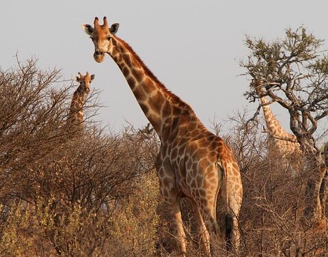 The Ultimate South Africa Travel Guide: Expert Tips for an Unforgettable Journey