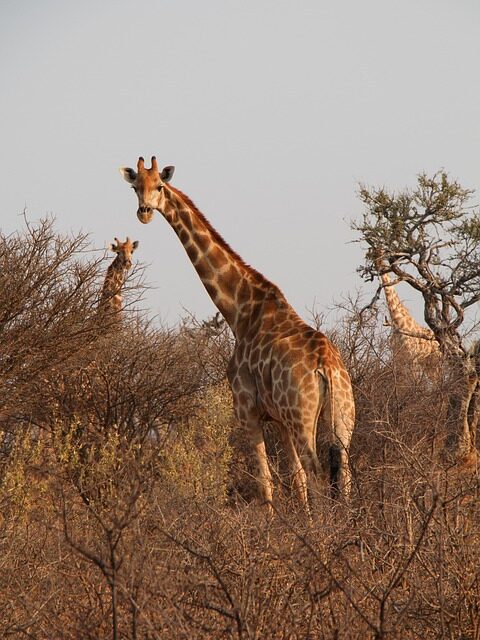 The Ultimate South Africa Travel Guide: Expert Tips for an Unforgettable Journey