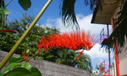Unveiling Suriname: Unique Travel Tips for an Authentic Experience