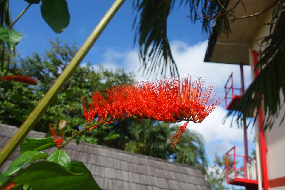 Unveiling Suriname: Unique Travel Tips for an Authentic Experience