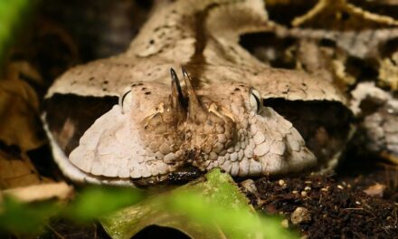Why Gabon Should Be on Your Bucket List: Hidden Treasures and Practical Travel Tips