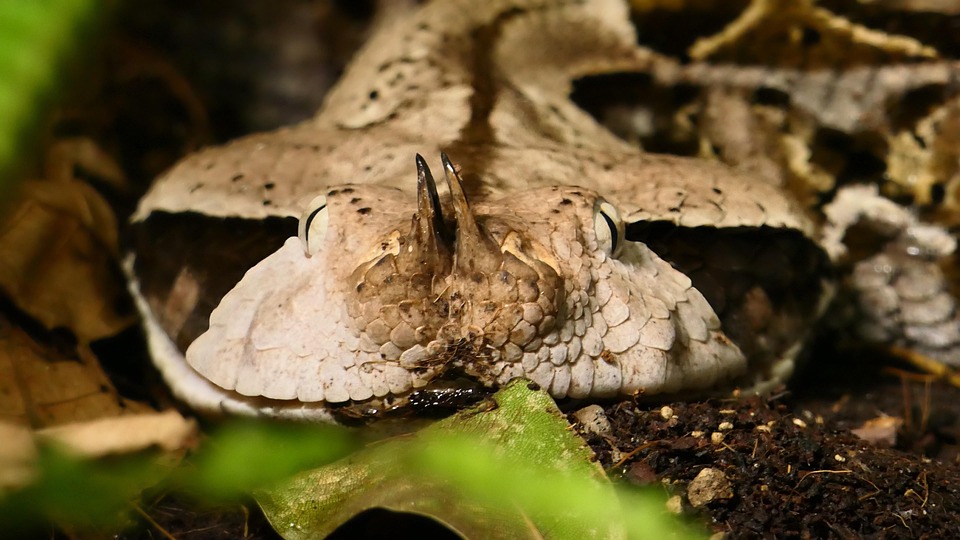 Why Gabon Should Be on Your Bucket List: Hidden Treasures and Practical Travel Tips