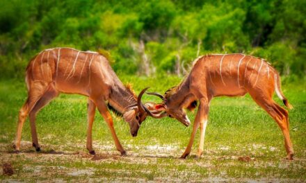 Why Zimbabwe Should Be on Your Bucket List: Incredible Destinations and Travel Insights
