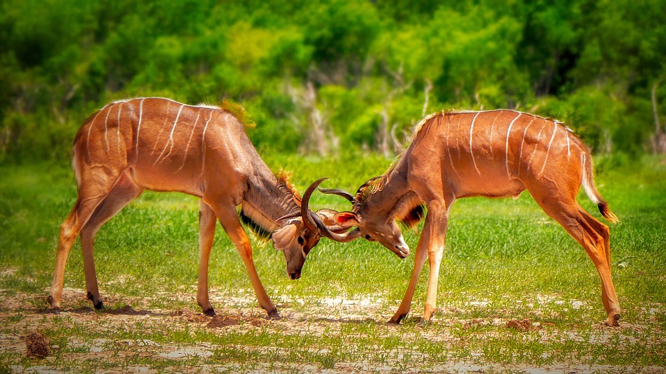 Why Zimbabwe Should Be on Your Bucket List: Incredible Destinations and Travel Insights