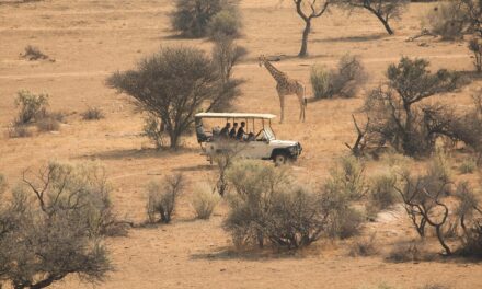 Beyond the Big Five: Unique Wildlife Encounters in South Africa