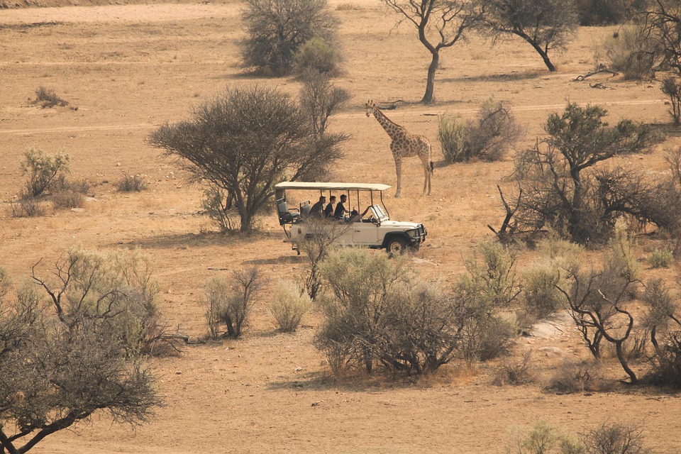 Beyond the Big Five: Unique Wildlife Encounters in South Africa