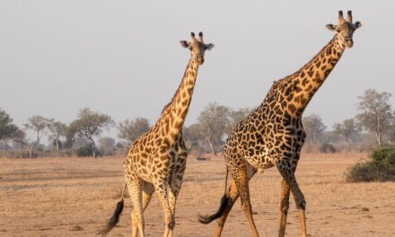 Discover Zambia’s Rich Culture and Wildlife: A Traveler’s Dream