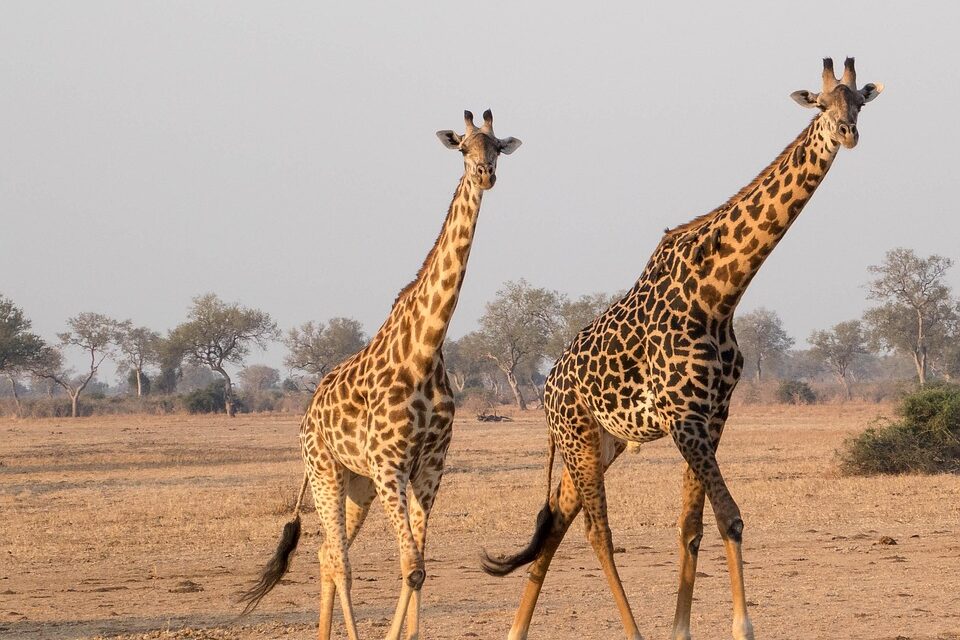 Discover Zambia’s Rich Culture and Wildlife: A Traveler’s Dream
