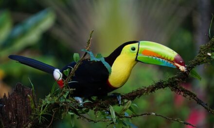 Eco-Adventures in Costa Rica: A Traveler’s Guide to Sustainable Exploration