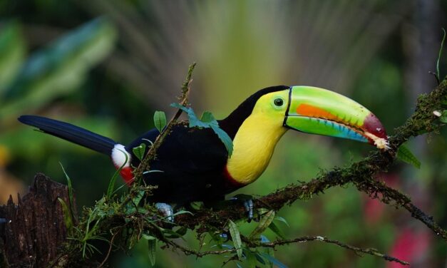 Eco-Adventures in Costa Rica: A Traveler’s Guide to Sustainable Exploration