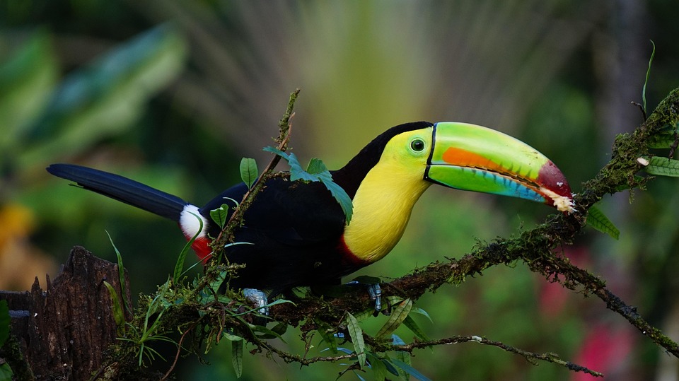 Eco-Adventures in Costa Rica: A Traveler’s Guide to Sustainable Exploration