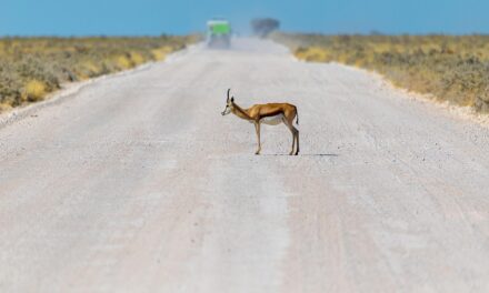 From Desert Dunes to Starry Skies: Exploring Namibia’s Captivating Landscapes