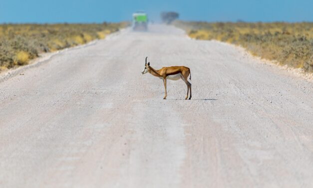 From Desert Dunes to Starry Skies: Exploring Namibia’s Captivating Landscapes